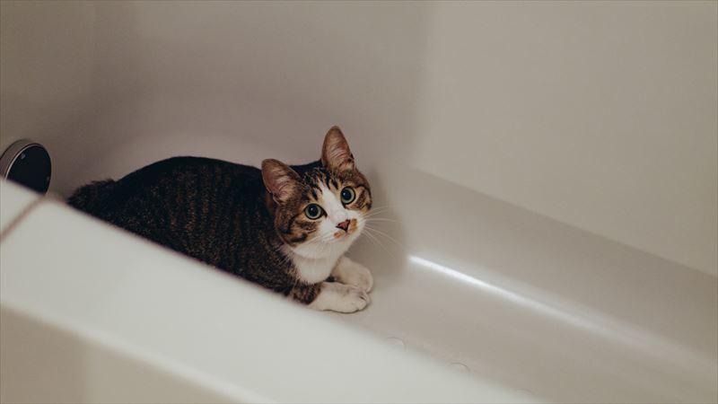 お風呂の猫